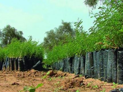 environnement dakar