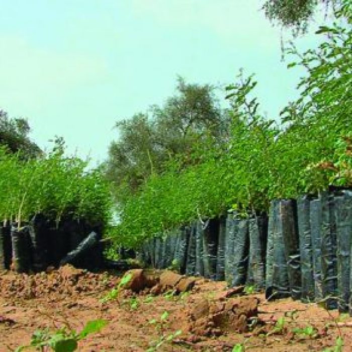 environnement dakar